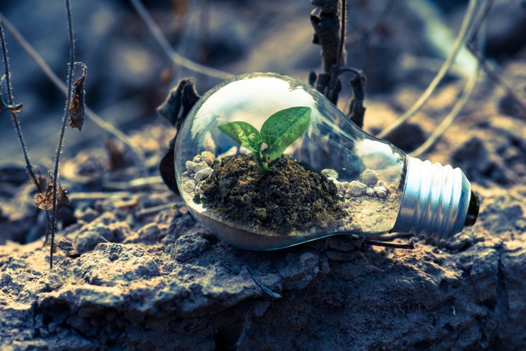 lightbulb laying on the dirt with a plant growing inside